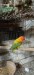 Love bird male